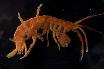 Media type: image;   Invertebrate Zoology 140276